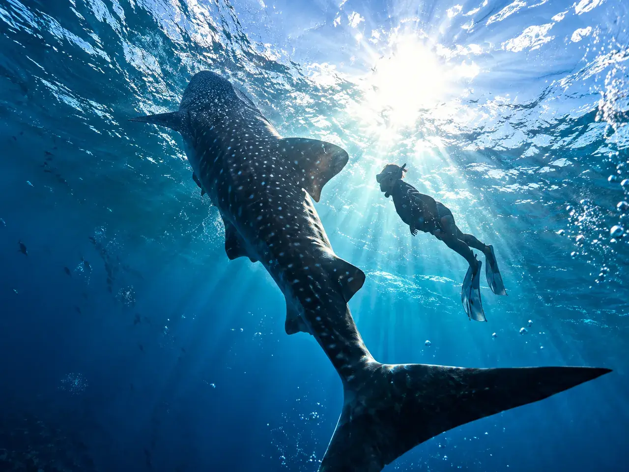 Pengalaman peserta pemula snorkeling bersama Hiu Paus Teluk Saleh Sumbawa