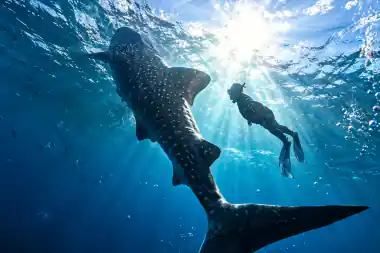 Paket Trip Hiu Paus Sumbawa Teluk Saleh 2 Hari 1 Malam